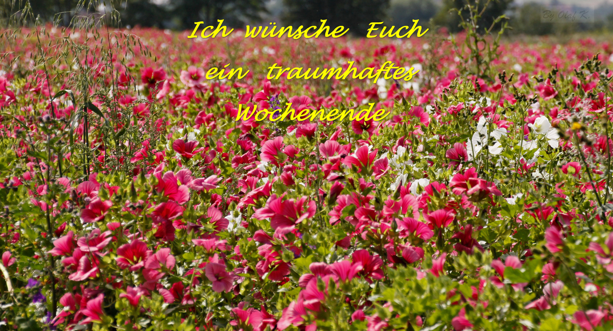 Blütenmeer