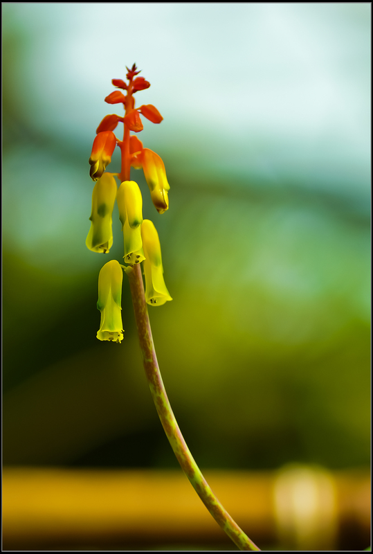 Lachenalia ° alois ° Hyb.