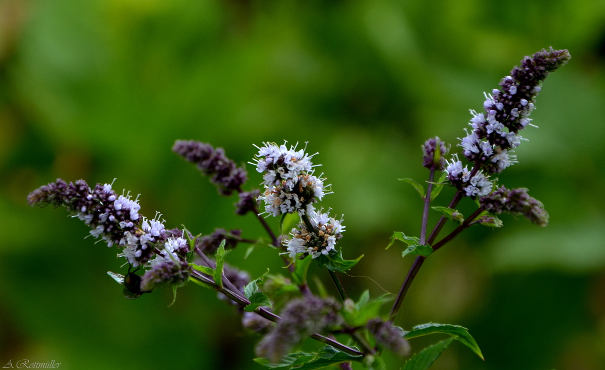 Blühende Minze!