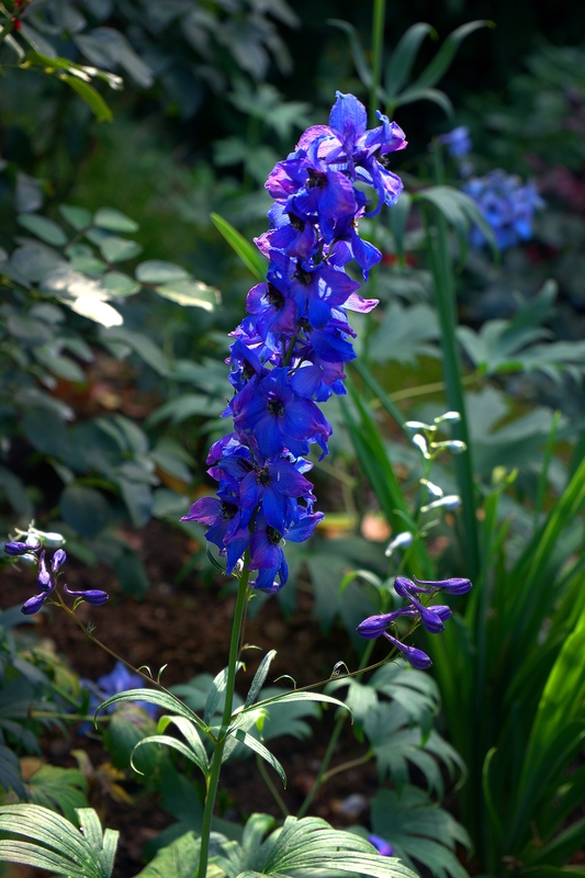 im Rosengarten Eltville - Rittersporn