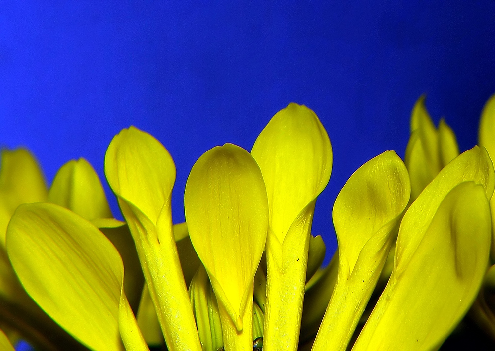 Chrysantheme