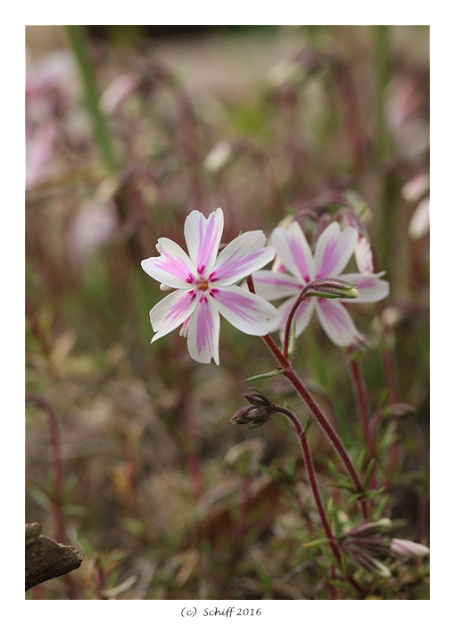Klein, zart und super hübsch....