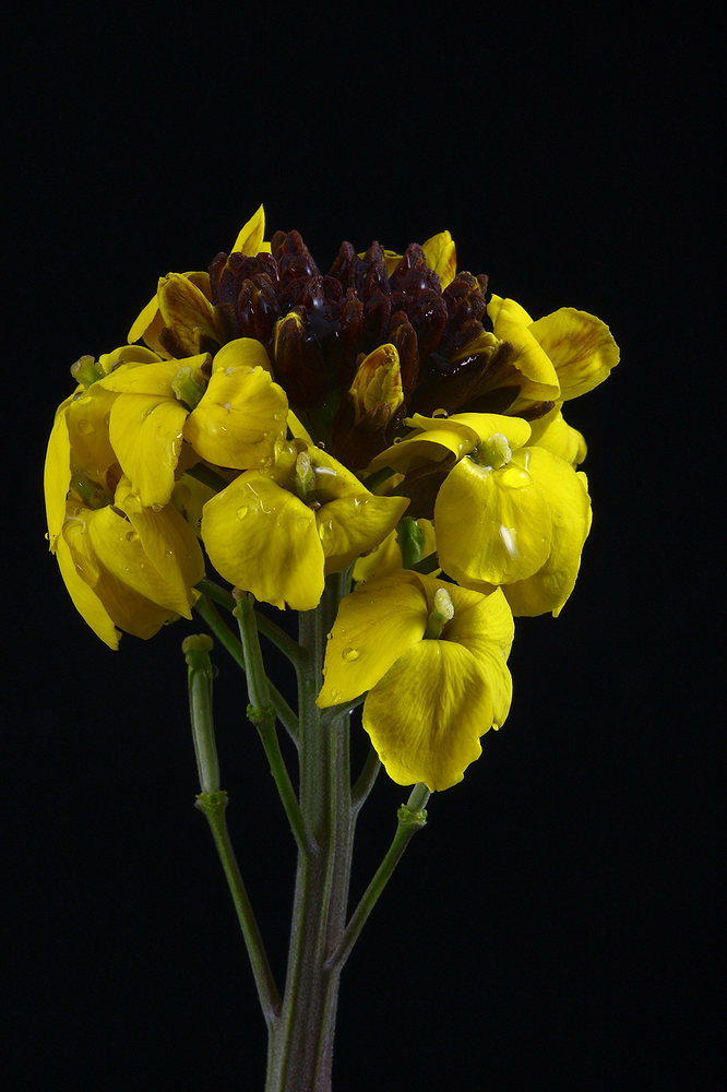 Blüte namenlos