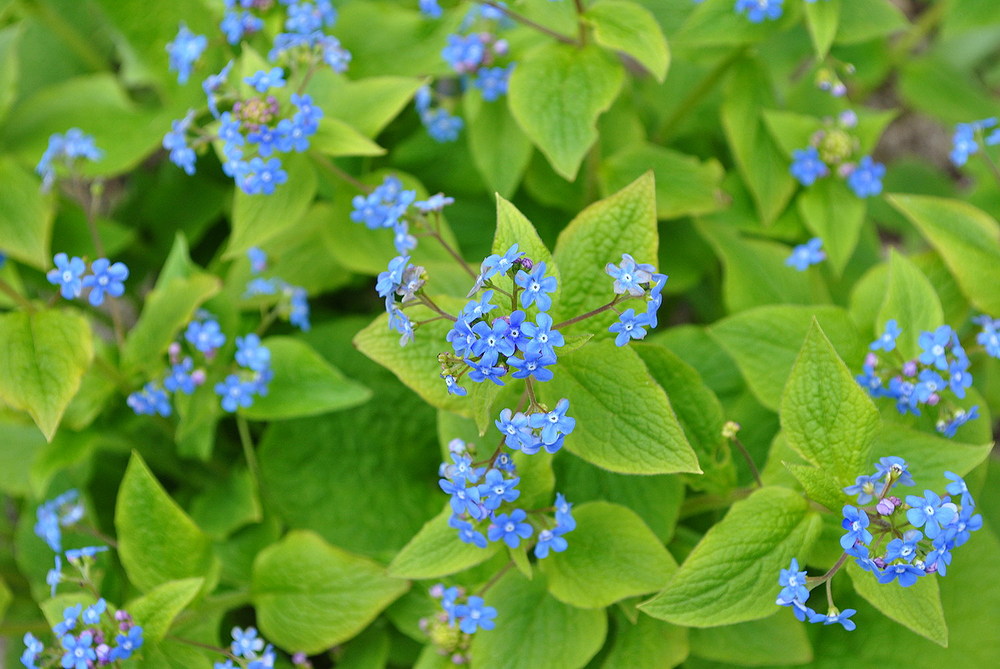 blaue Blüte