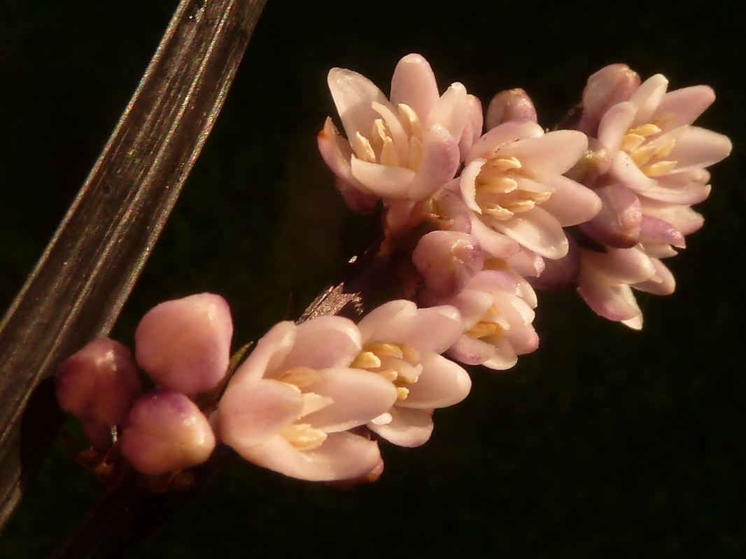 Schwarzer Schlangenbart