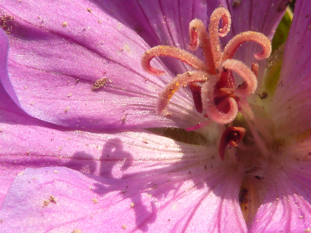 Griffel mit 7 Narben