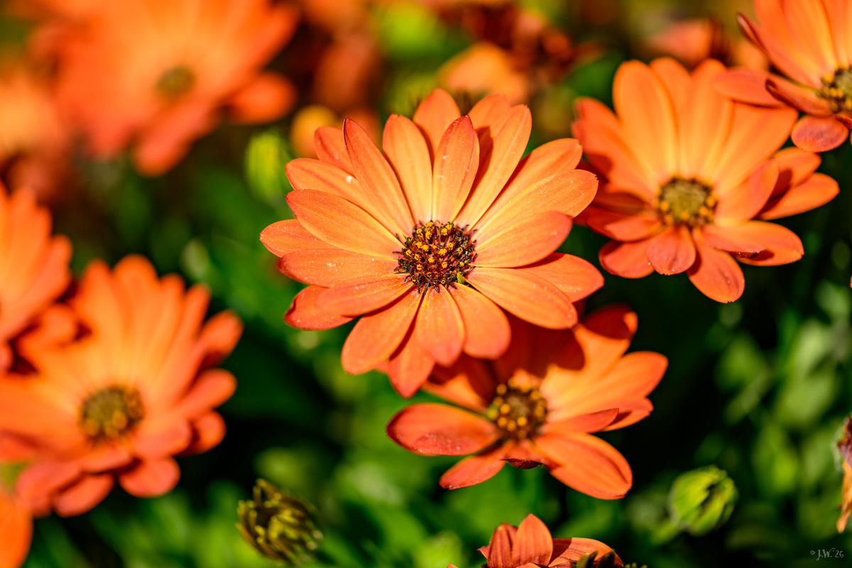 Osteospermum Orange
