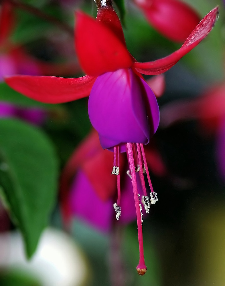 Blüte der Fuchsia regia