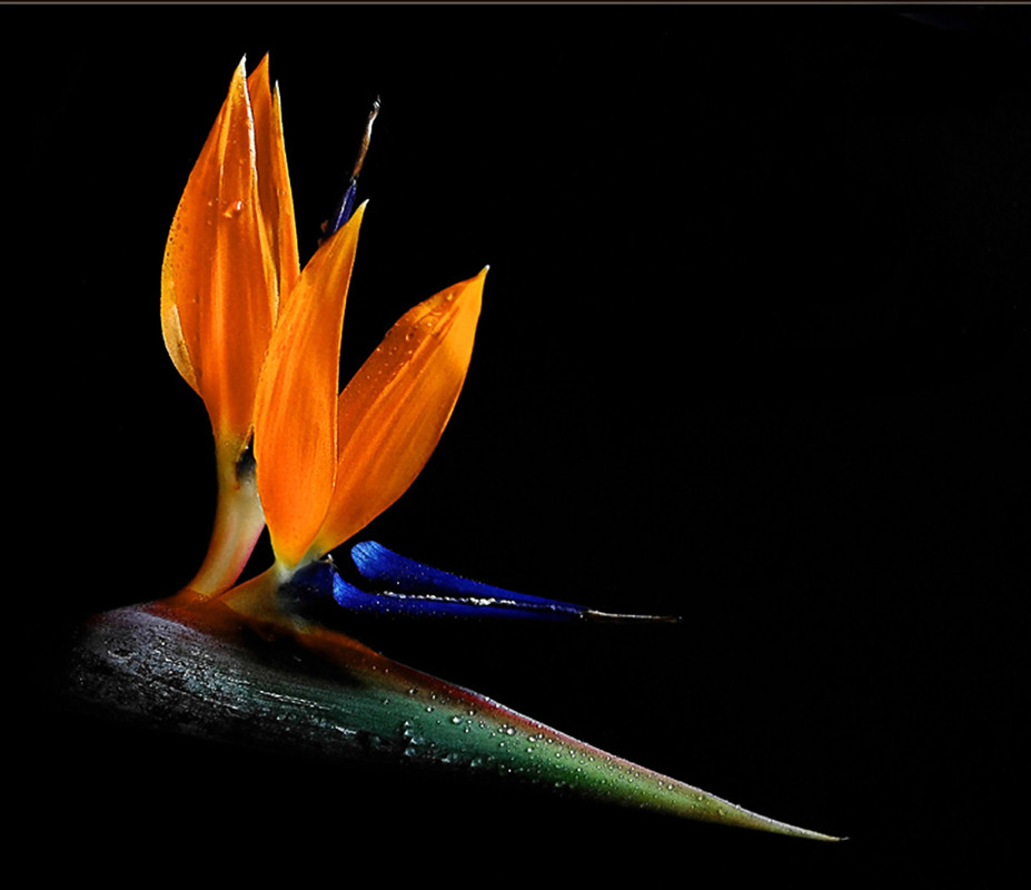 die Letzten  blühen noch