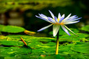 Fotos_Wasserpflanzen