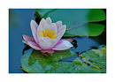 Fotos_Wasserpflanzen