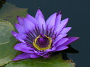 Lila Lotus