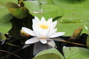 Seerose