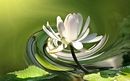 Seerose mal anders 