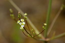 Froschlöffel - Blüte