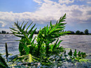 Pflanze im Wasser