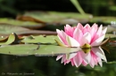Am Teich...