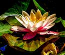 Seerose am Abend