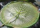 Rückansicht einer Victoria amazonas