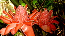 Torch Ginger/Amomum magnificum von Einheimischen auch liebevoll " Rose de Porzellan" genannt