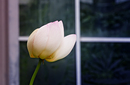 Lotusblüte