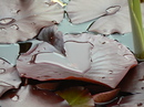 Herz aus Wasser