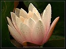 Seerose