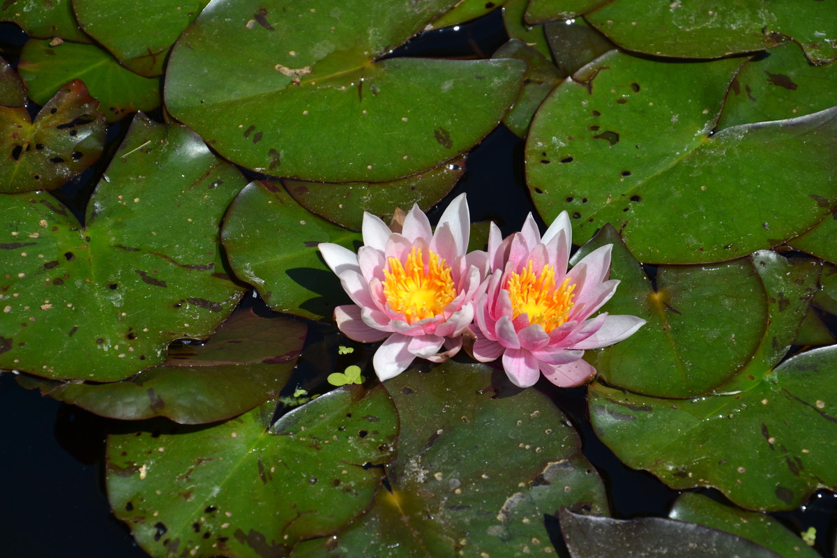 Zu zweit fühlt man sich schöner
