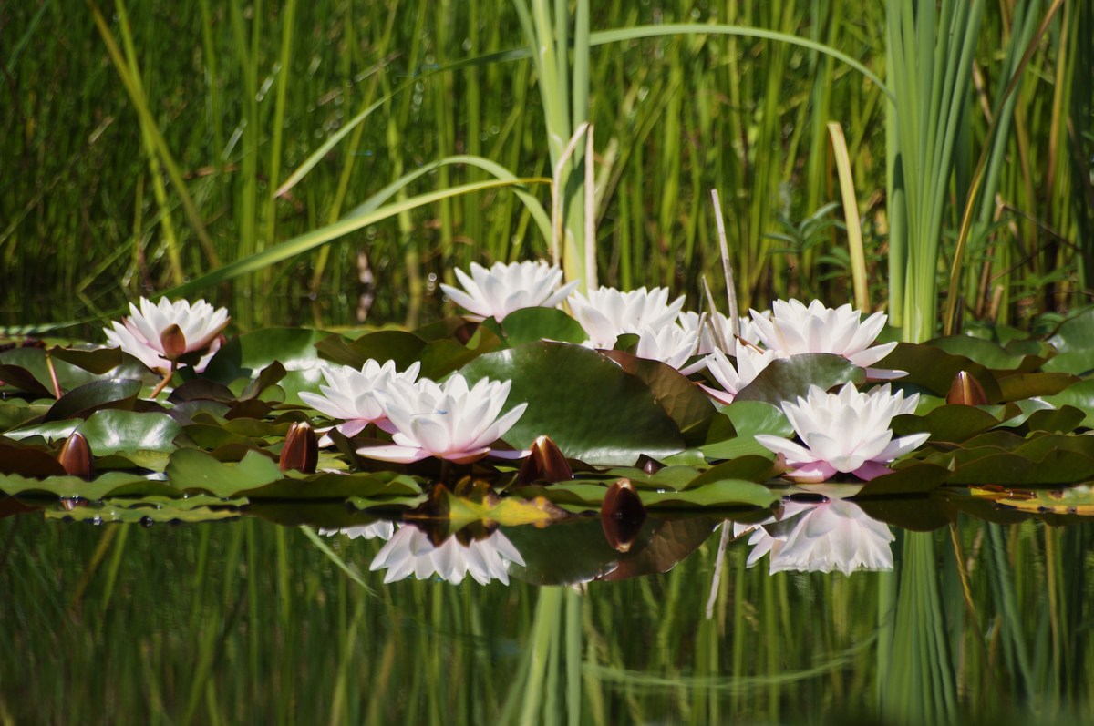 Die Seerosen (Nymphaea)