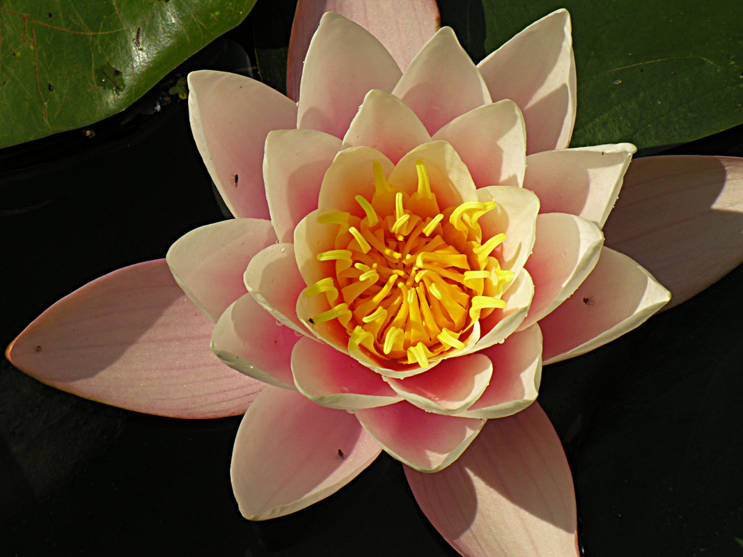 Lotustraum