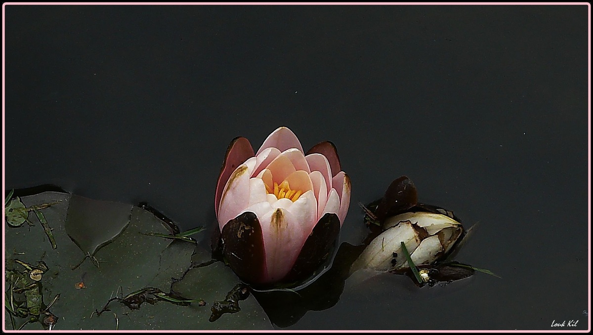 Seerose!