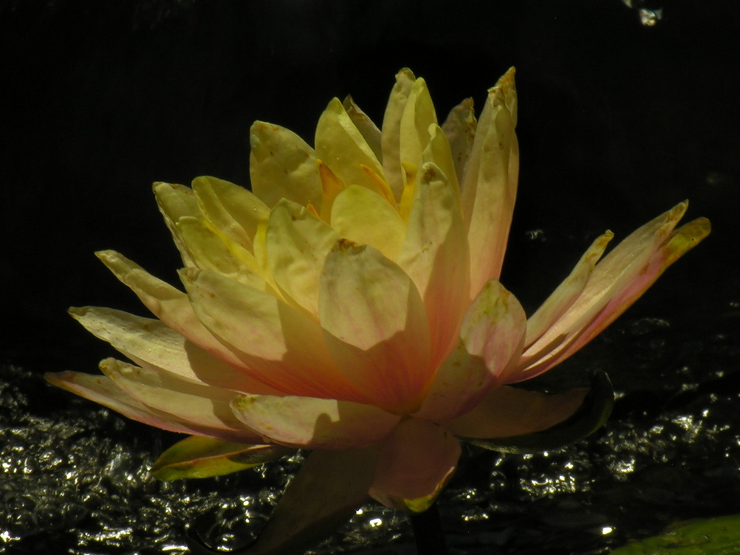 Lotusblüte