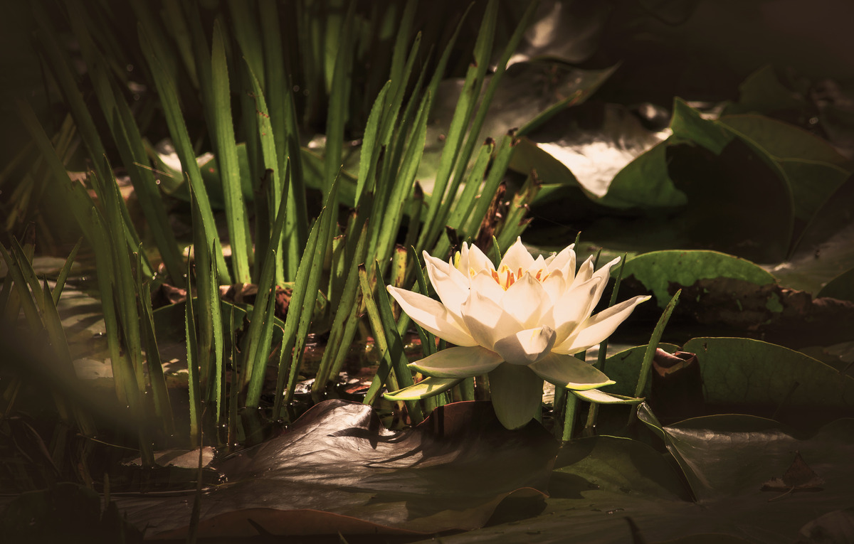 Seerose 