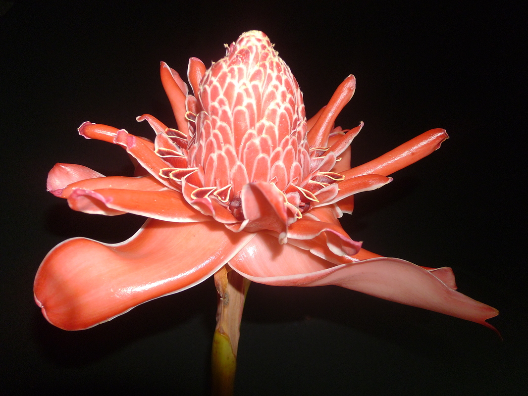 Torch Ginger/Amomum magnificum
