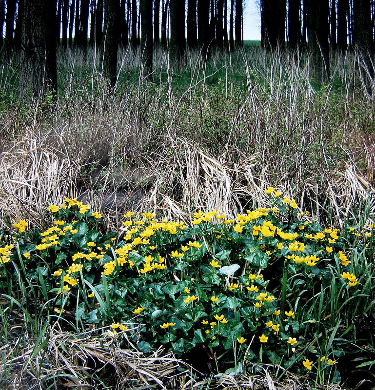 Sumpfdotterblume (Caltha palustris)