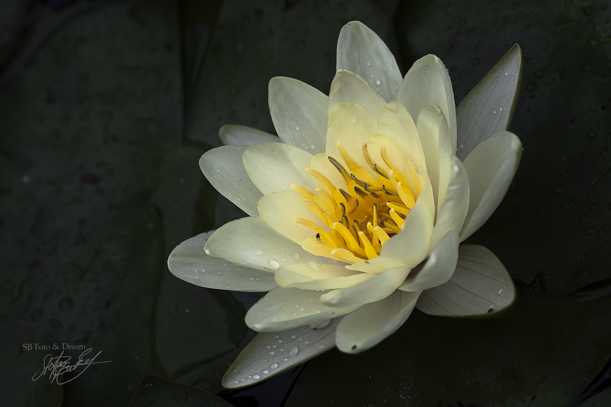 Seerose