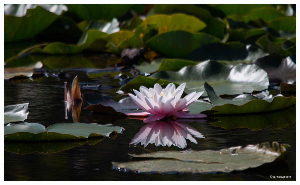 Water Lillie