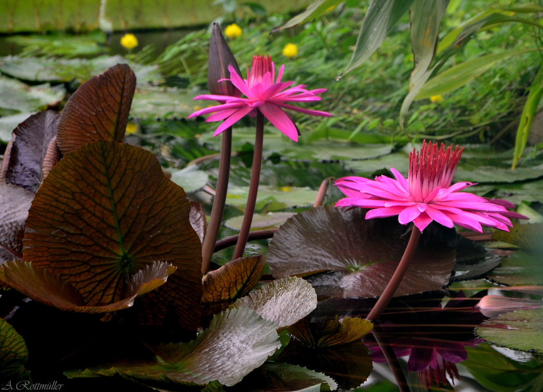 Botanischer Garten München!