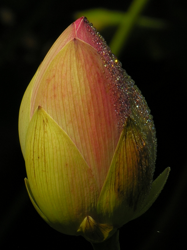 Ungeöffnete Lotusblüte