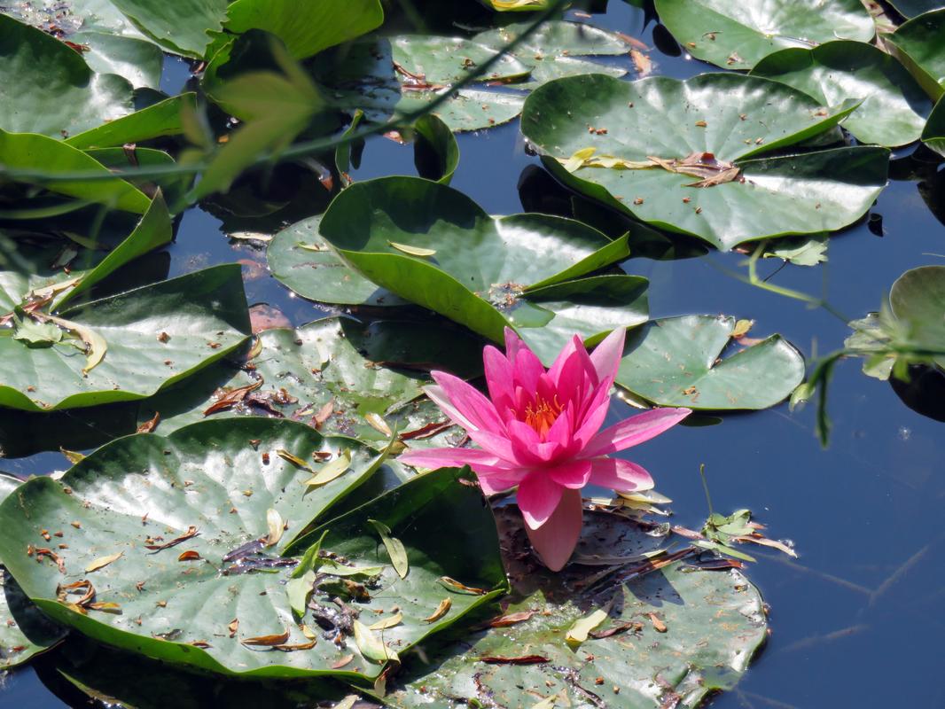 Schwimmende Schönheit