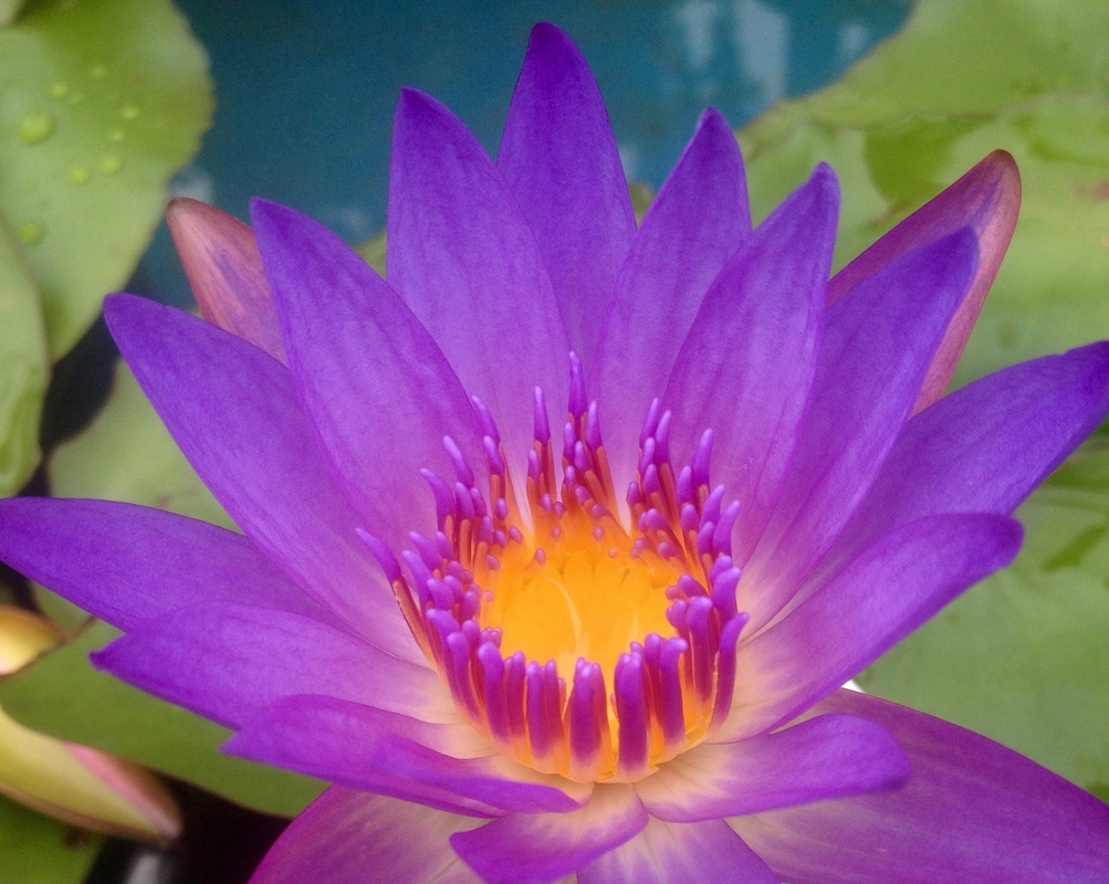 Seerose