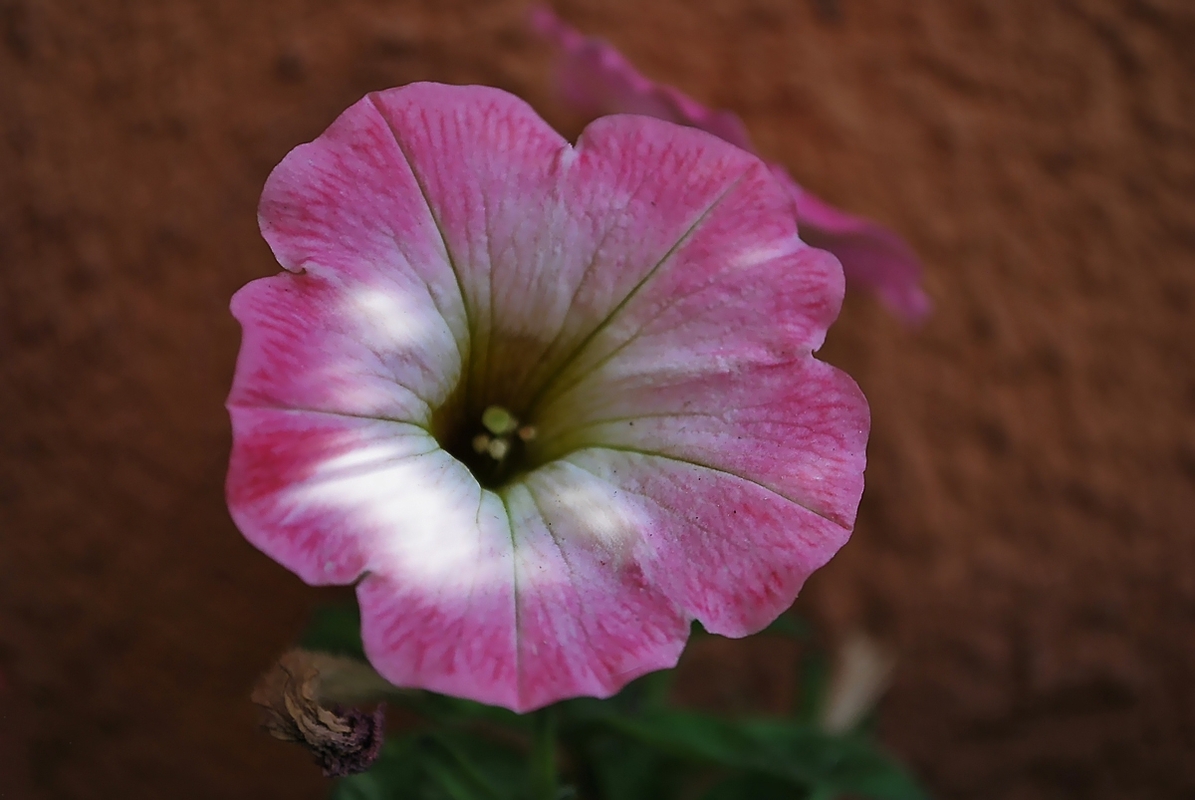 Mauerblümchen_01