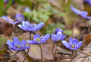 Blume des Jahres 2013 (Leberblümchen)