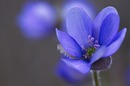 Leberblümchen