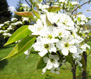 Blüten vom Apfelbaum