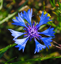Blümchen