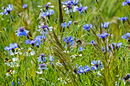 Die "blaue" Wiese