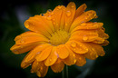 Ringelblume