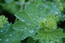 nach dem regen