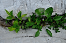 Naturbeet
